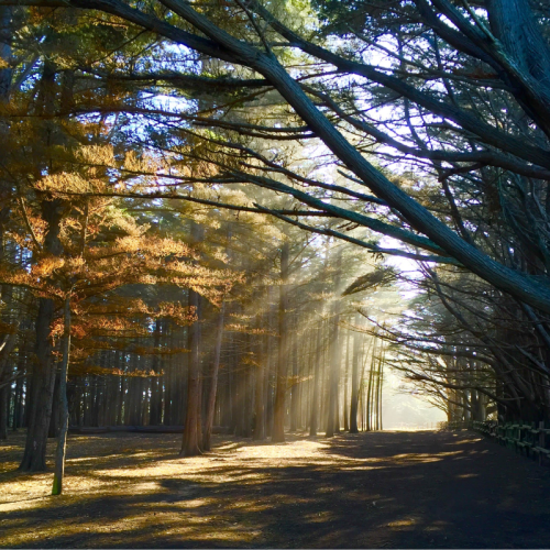 Une forêt d'arbre hommage